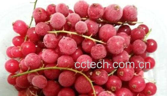 红醋栗的功效与作用-1