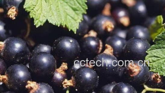 黑醋栗的功效与作用-1