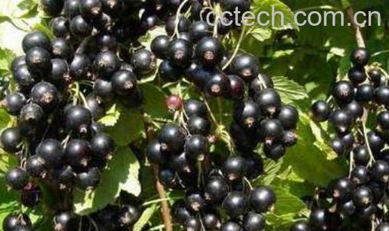 黑加仑和葡萄的区别-0