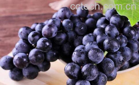 黑加仑和葡萄的区别-1