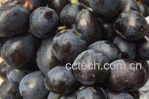 黑提的禁忌有哪些 黑提女人不能多吃-0