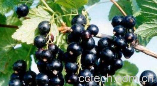 红加仑和黑加仑的区别 -1