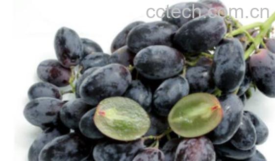 女人吃黑加仑的好处-0