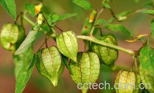 灯笼果的功效与作用 吃灯笼果的好处-0