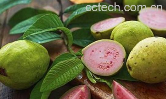 芭乐和番石榴的区别 -1