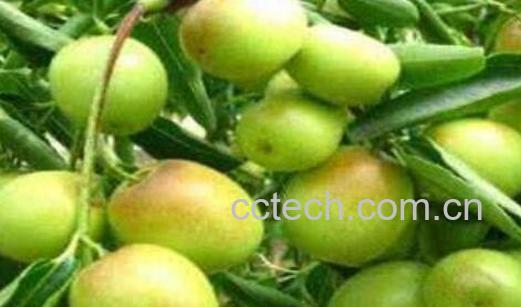 梨枣和冬枣的区别 梨枣和冬枣哪个 好吃-0