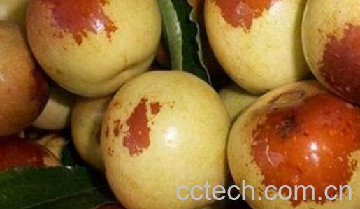 梨枣和冬枣的区别 梨枣和冬枣哪个 好吃-1