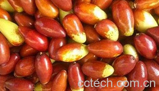 马牙枣的功效与作用及禁忌-1