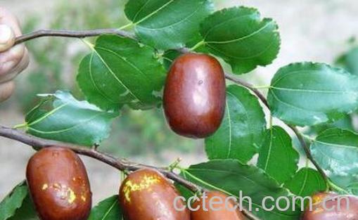 壶瓶枣的功效与作用 壶瓶枣怎么吃-0