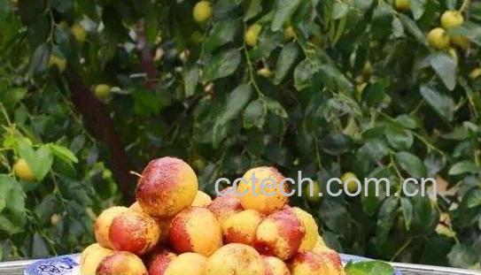 冬枣和雪枣的区别 吃冬枣的好处-0