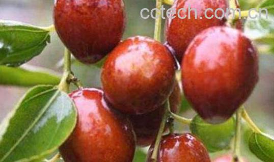 冬枣和雪枣的区别 吃冬枣的好处-1