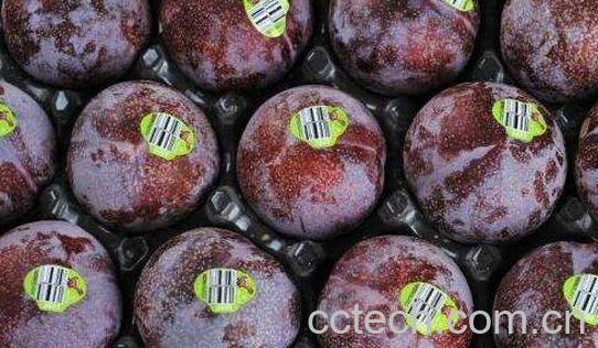 红布李的功效和作用-0