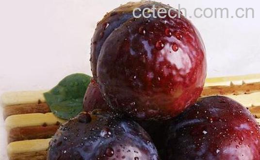 红布李的功效和作用-1