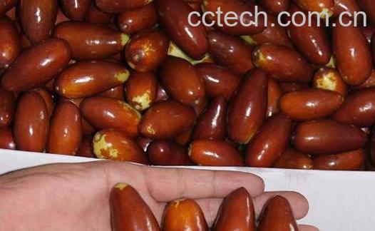 尖枣的功效与作用 尖枣怎么吃-1