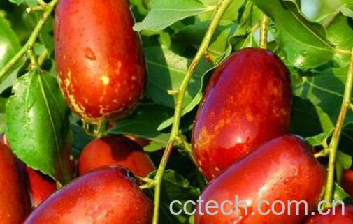 壶瓶枣和骏枣的区别-1