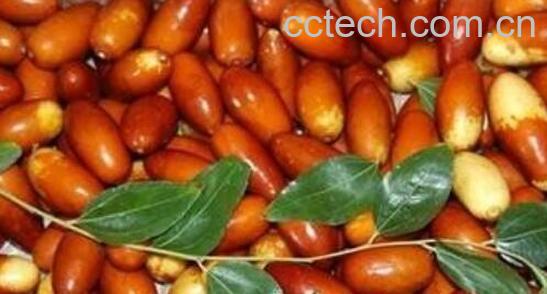 尖枣的功效与作用 尖枣怎么吃-0