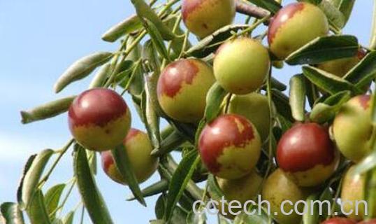 长木枣是什么 长木枣的养殖方法-0