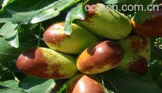 大王枣的功效与作用 大王枣的食用方法-0