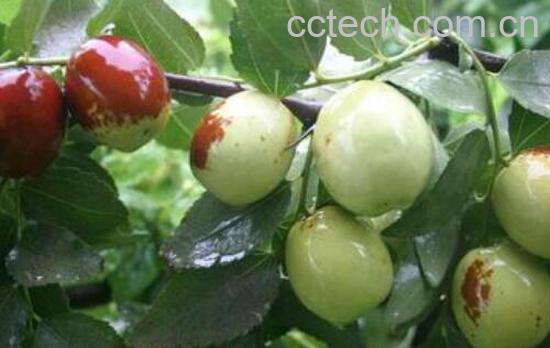 长木枣是什么 长木枣的养殖方法-1