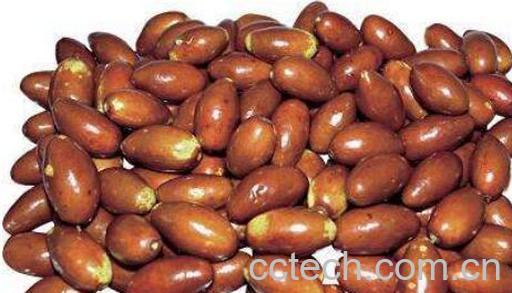 马奶枣什么时候成熟 马奶枣的食用方法-1