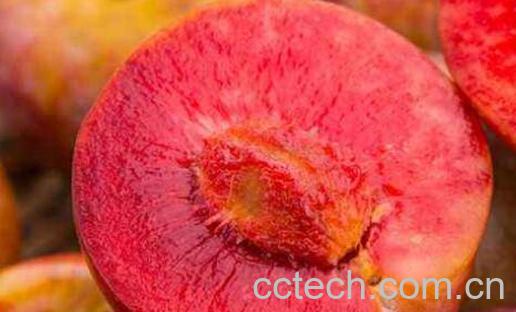 红心李子的功效与作用-1