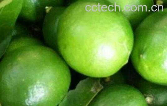 小青柠檬怎么泡水 小青柠可以泡水吗-1