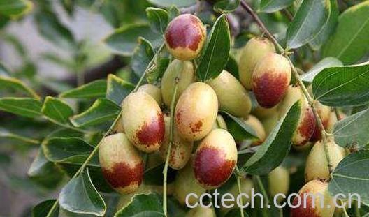 子弹头枣什么时候成熟 子弹头枣的食用方法-0