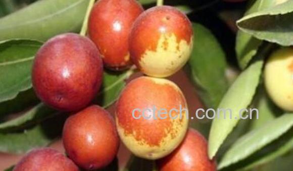 什么品种枣最好吃最甜-0