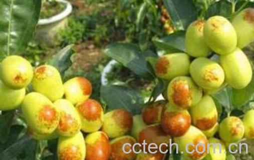 什么品种枣最好吃最甜-1