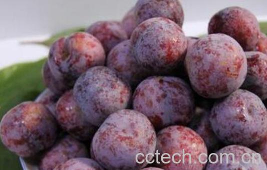 四川脆红李的功效与作用-0