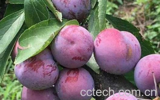 四川脆红李的功效与作用-1