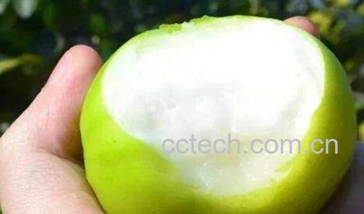 牛奶枣的功效与作用 牛奶枣的禁忌-0