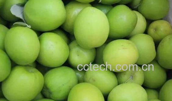 牛奶枣怎么吃 牛奶枣的食用方法-0