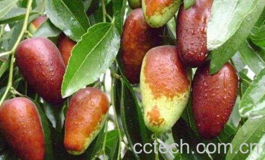 马奶枣的营养价值与功效-0