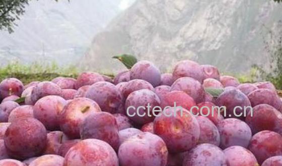 脆红李的功效和营养价值-0