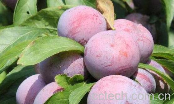 五月脆和脆红李的区别-0