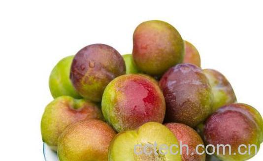 五月脆和脆红李的区别-1