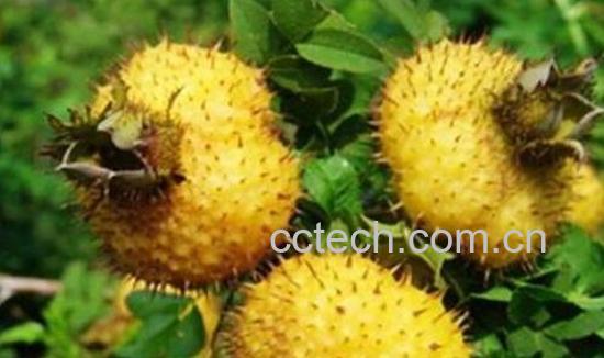 刺梨的功效与作用 刺梨的食用方法-1