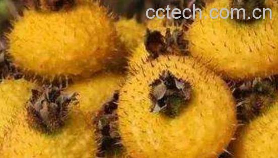 刺梨的功效与作用 刺梨的食用方法-0