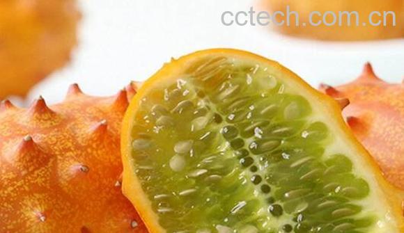 刺角瓜的养生功效和食用禁忌-1