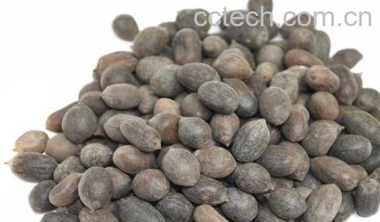 石莲肉和莲子的区别 石莲肉的功效-1