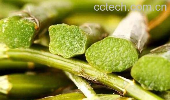 石斛对男人的功效与好处-1