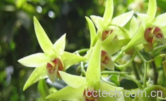 石斛花与什么一起泡水比较好-1