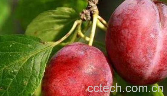 柰子和李子的区别 吃柰子的好处-1