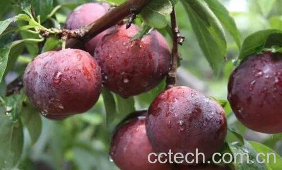 柰子和李子的区别 吃柰子的好处-0