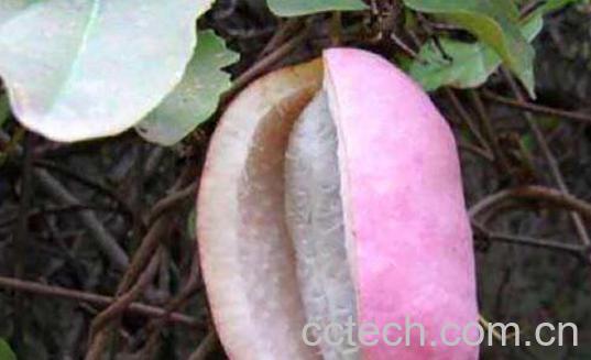 八月瓜泡水喝什么功效-0