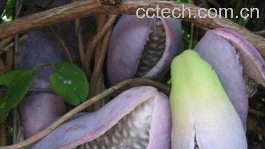 八月瓜的功效与作用 八月瓜怎么吃-1