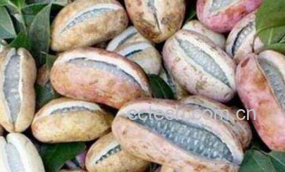 八月瓜泡水喝什么功效-1