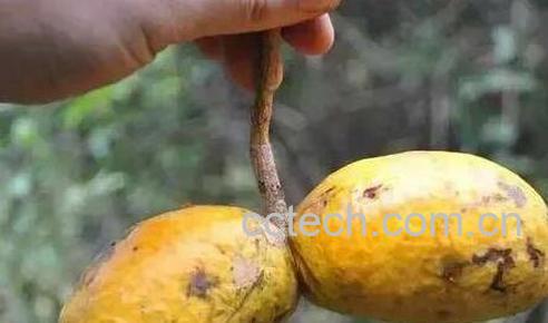 九月瓜和八月瓜的区别-0