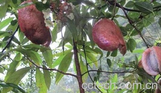 八月炸果的功效与作用-0